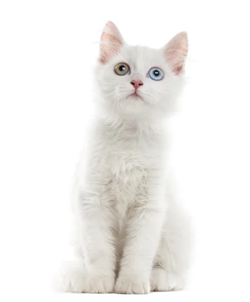 Beyaz bir arka plan önünde oturan beyaz yavru kedi — Stok fotoğraf