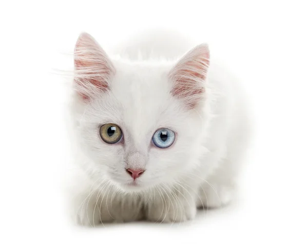 Gatito blanco acostado frente a un fondo blanco — Foto de Stock