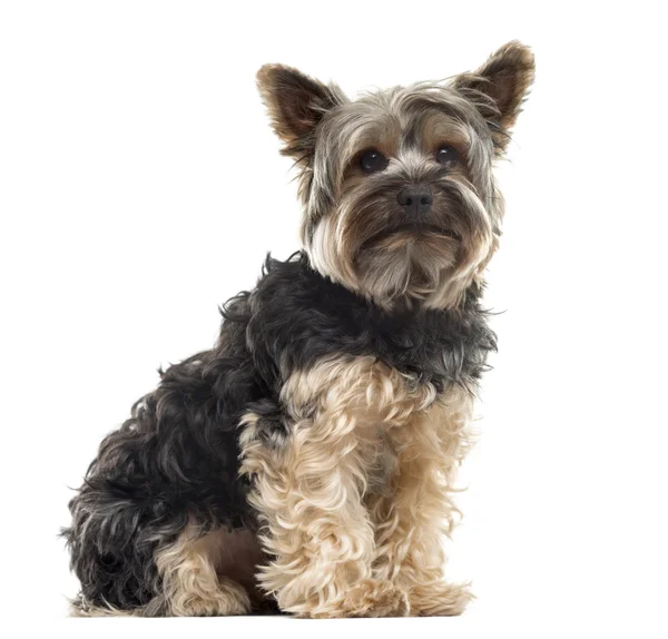 Yorksire Terrier sitting in front of a white background — Stock Photo, Image