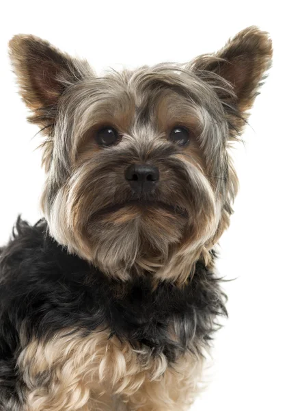 Primer plano de un Yorksire Terrier frente a un fondo blanco — Foto de Stock