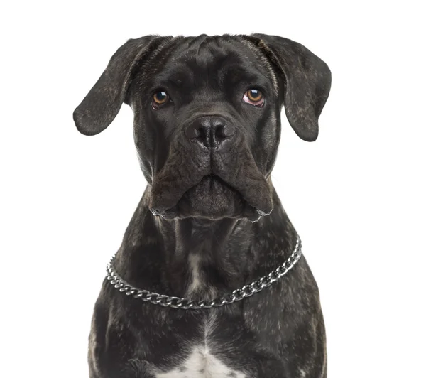 Close-up of a Cane Corso in front of a white background — Stock Photo, Image