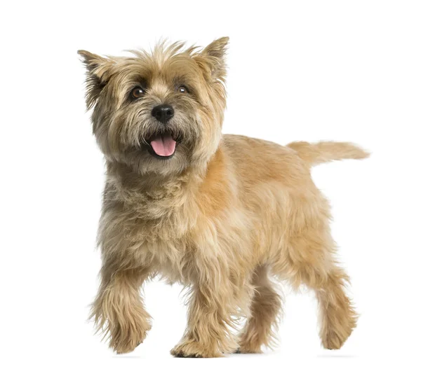 Cairn terrier walking in front of a white background — Stock Photo, Image