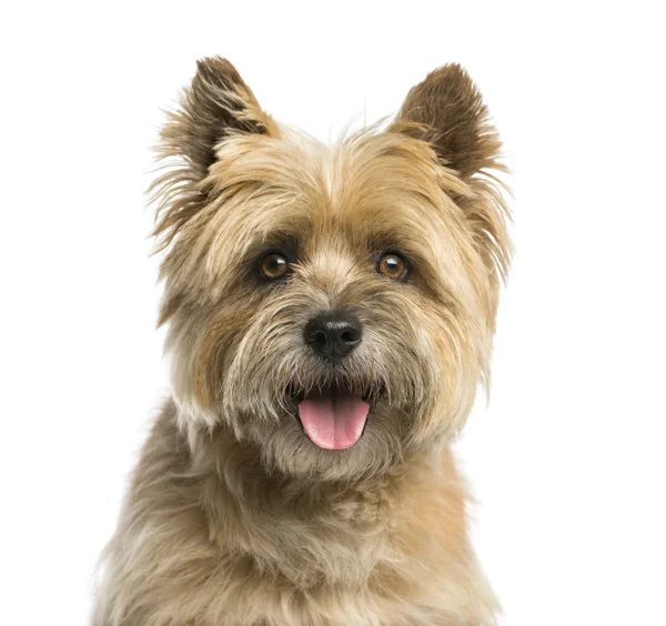 Close-up de um terrier Cairn na frente de um fundo branco — Fotografia de Stock