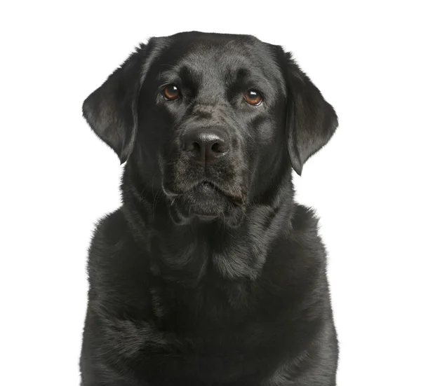 Nahaufnahme eines Labradors vor weißem Hintergrund — Stockfoto