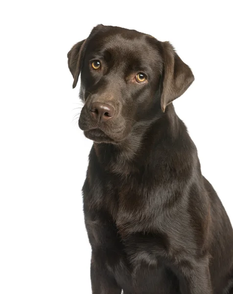 Close-up dari Labrador di depan latar belakang putih — Stok Foto