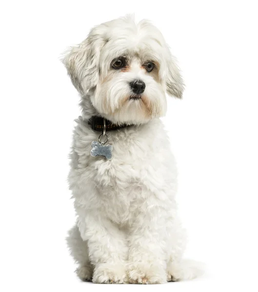 Maltese sitting in front of a white background — Stock Photo, Image