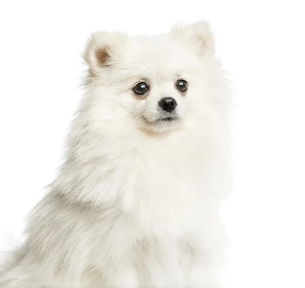 Close-up de um Spitz na frente de um fundo branco — Fotografia de Stock