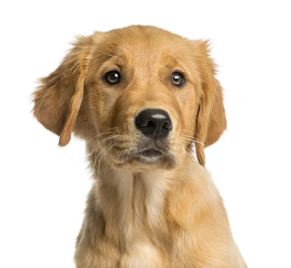 Primer plano de un cachorro Golden Retreiver frente a un backgro blanco —  Fotos de Stock
