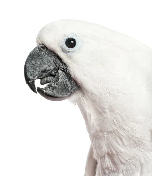 Close-up of a Cockatoo in front of a white background — Stock Photo, Image