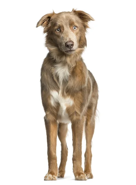 Australian Shepherd stående framför en vit bakgrund — Stockfoto