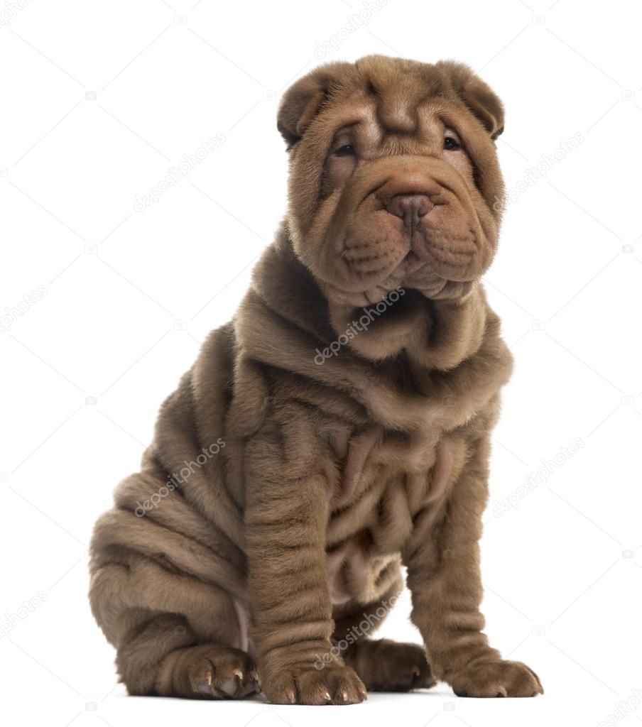 Sharpei sitting in front of a white background