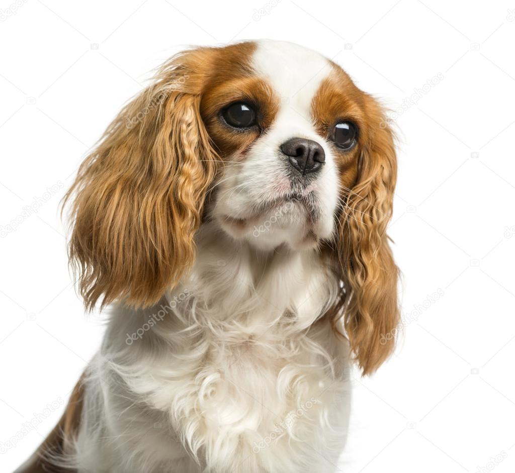 Close-up of a Cavalier King Charles Spaniel in front of a white