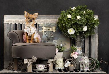 Chihuahua in front of a rustic background clipart