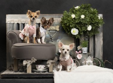 Chihuahuas in front of a rustic background clipart