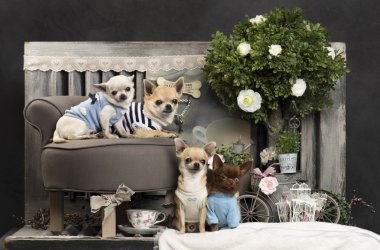 Chihuahuas in front of a rustic background clipart