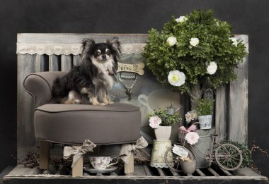 Chihuahua rustik bir arka plan önünde