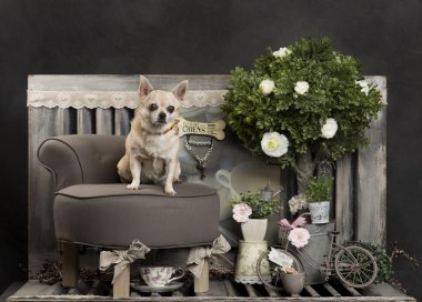 Chihuahua rustik bir arka plan önünde