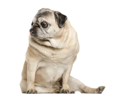 Beyaz arka plan önünde oturan özürlü Pug