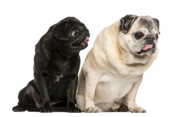 Beyaz arka plan önünde iki komik Pugs