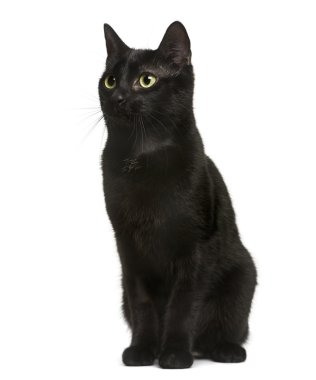 Beyaz arka plan önünde oturan siyah kedi