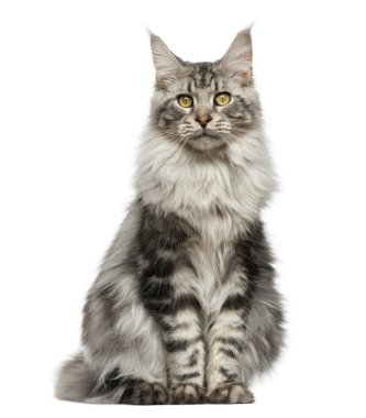 Maine Coon beyaz bir arka plan önünde oturan