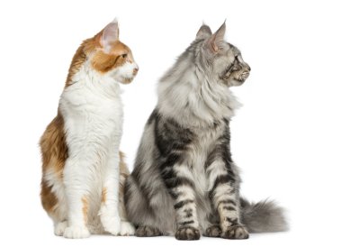 Beyaz bir arka plan önünde oturan iki Maine Coons