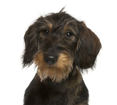 Beyaz arka plan önünde bir Dachshund Close-Up