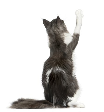 Maine Coon beyaz bir arka plan önünde pawing