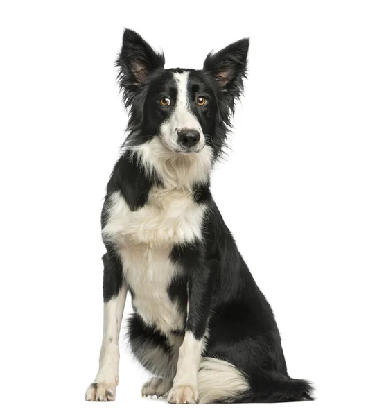 Fronteira Collie sentado na frente de um fundo branco — Fotografia de Stock