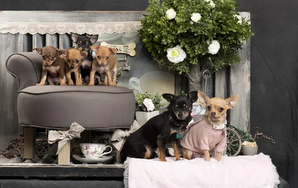 Chihuahuas frente a un fondo rústico — Foto de Stock