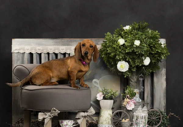 Dachshund frente a un fondo rústico —  Fotos de Stock