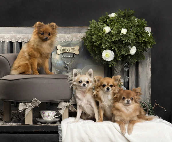 Chihuahuas frente a un fondo rústico — Foto de Stock
