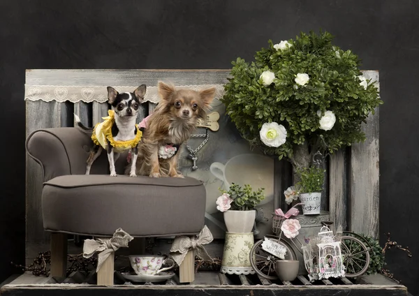 Chihuahuas na frente de um fundo rústico — Fotografia de Stock