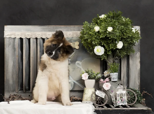 American Akita in front of a rustic background — Stock Photo, Image