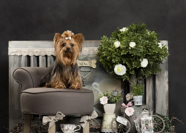 Yorkshire terrier di depan latar belakang pedesaan — Stok Foto