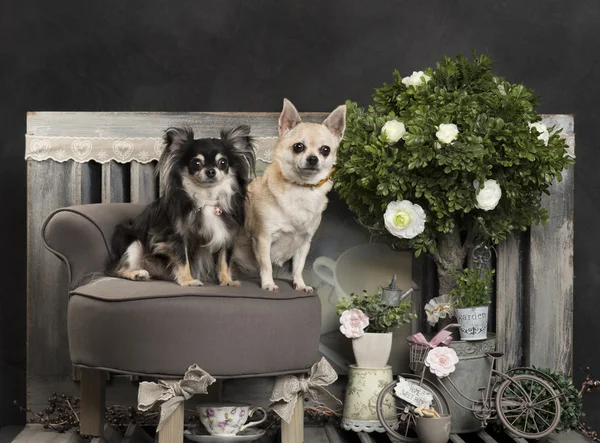 Chihuahua před rustikální pozadí — Stock fotografie