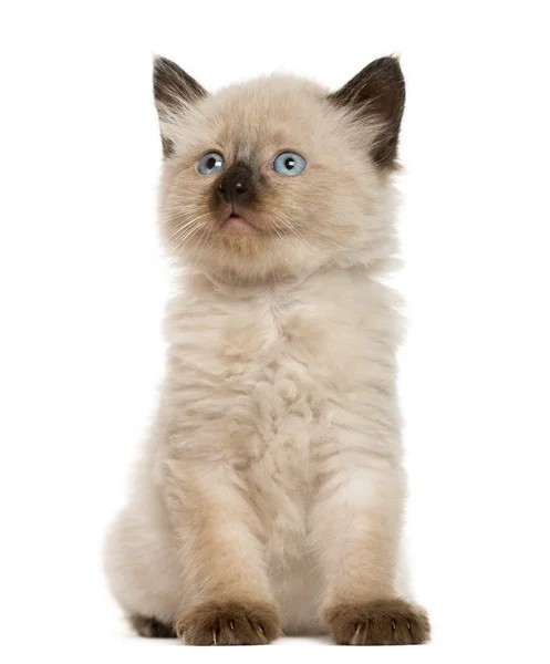 Gatinho na frente de fundo branco — Fotografia de Stock