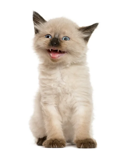 Kitten meowing in front of white background — Stock Photo, Image