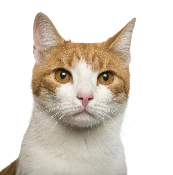 Detail kočky před bílým pozadím — Stock fotografie