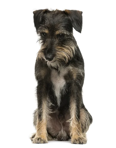 Crossbreed dog sitting in front of white background — Stock Photo, Image