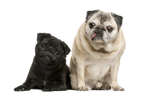 Dois Pugs engraçados na frente do fundo branco — Fotografia de Stock