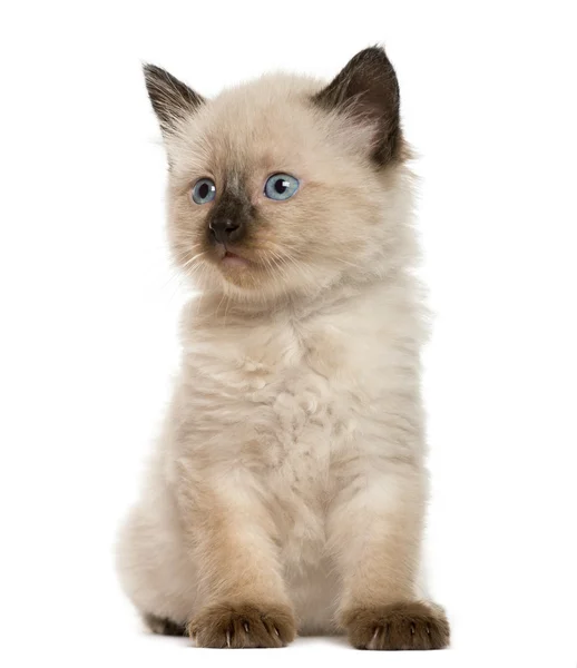 Gatinho na frente de fundo branco — Fotografia de Stock