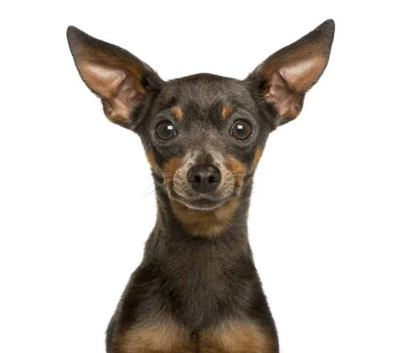 Close-up of a Miniature Pinscher in front of white background — Stock Photo, Image