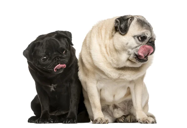 Dois Pugs engraçados na frente do fundo branco — Fotografia de Stock