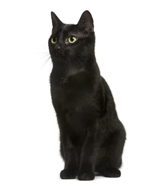 Schwarze Katze sitzt vor weißem Hintergrund — Stockfoto