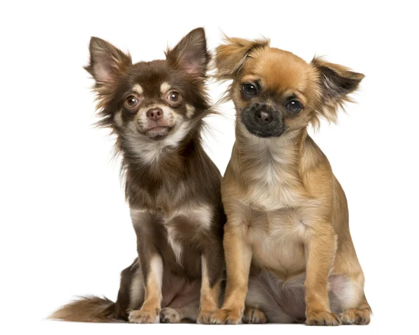 Dwie Chihuahua siedzący z przodu białe tło — Zdjęcie stockowe