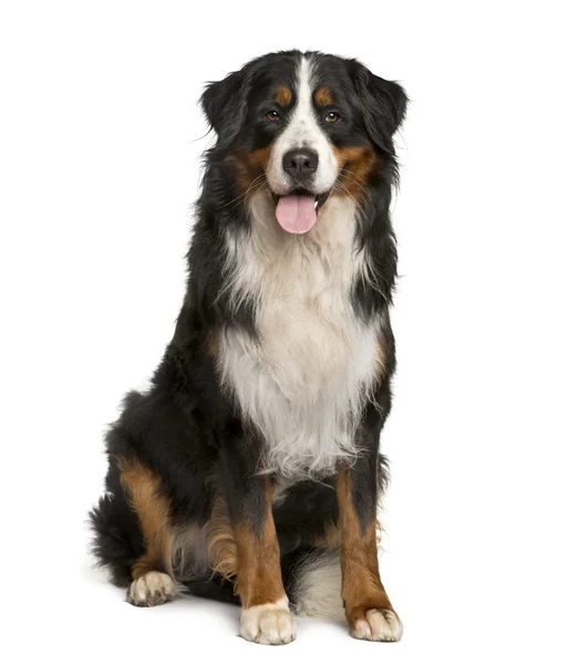 Bernese cão de montanha sentado na frente de fundo branco — Fotografia de Stock