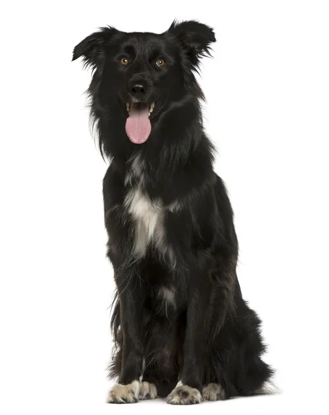 Crossbreed sitting in front of white background — Stock Photo, Image