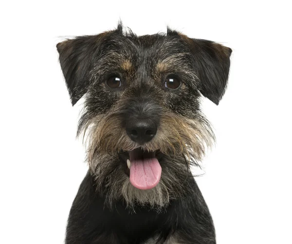 Primer plano de un perro cruzado frente al fondo blanco — Foto de Stock