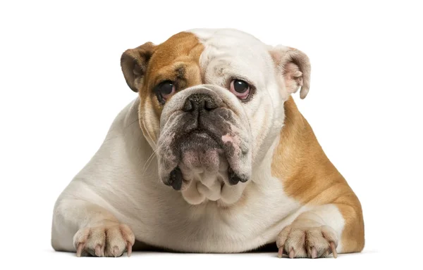 Inglês Bulldog deitado na frente de fundo branco — Fotografia de Stock